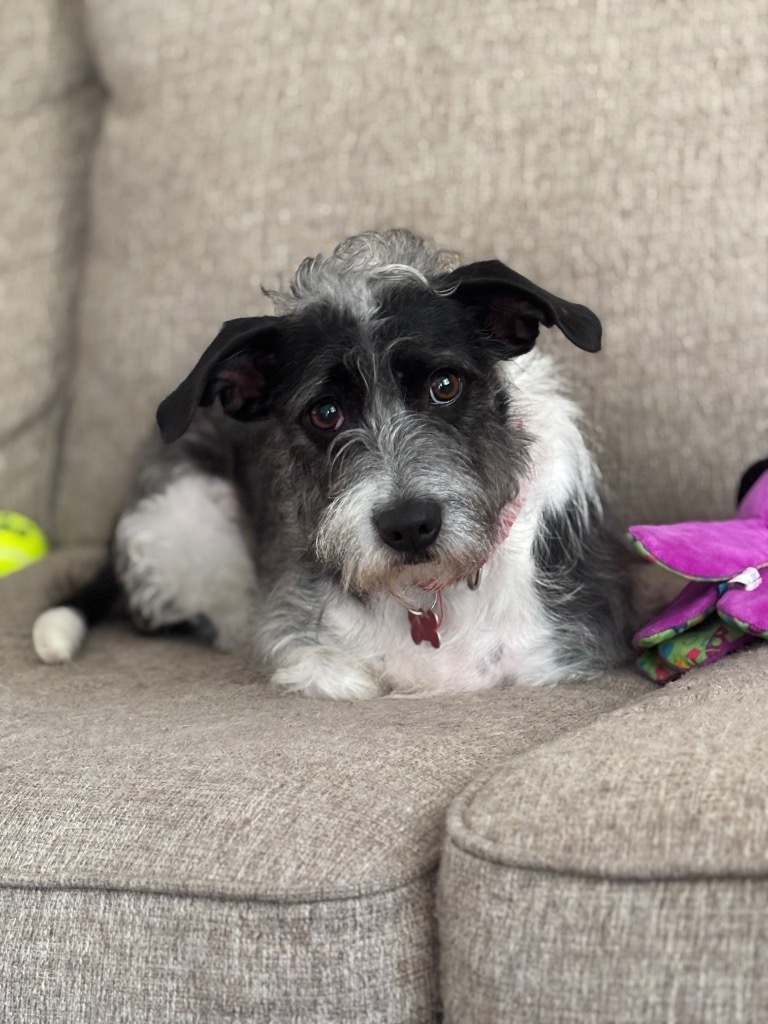 Nelson, an adoptable Schnauzer, Border Terrier in Dalton, GA, 30721 | Photo Image 3