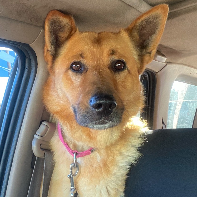 Charlie, an adoptable Mixed Breed in Fort Bragg, CA, 95437 | Photo Image 1