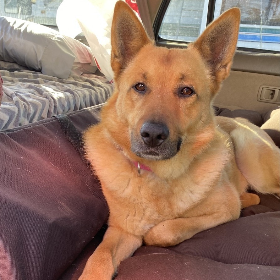 Charlie, an adoptable Mixed Breed in Fort Bragg, CA, 95437 | Photo Image 1