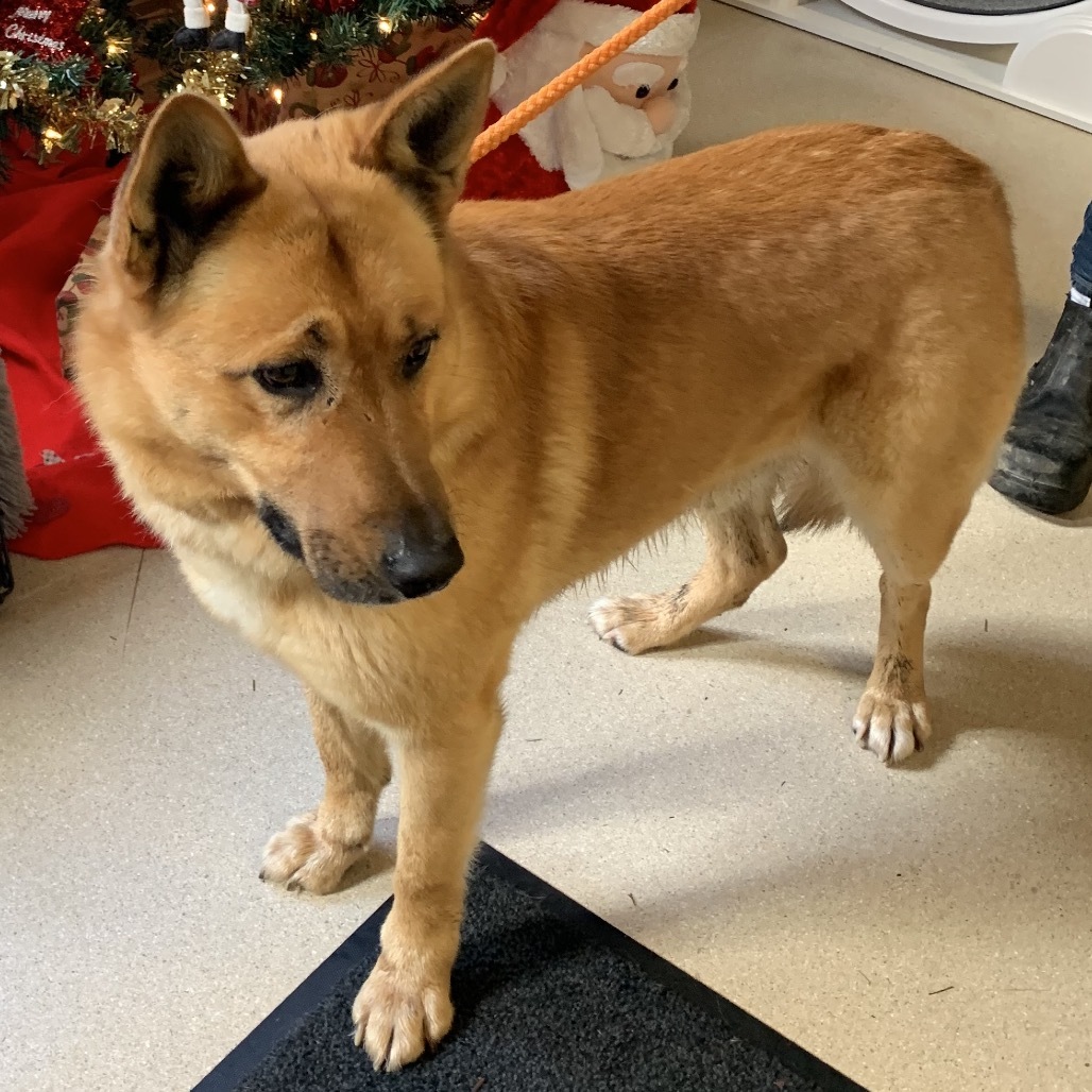 Charlie, an adoptable Mixed Breed in Fort Bragg, CA, 95437 | Photo Image 2