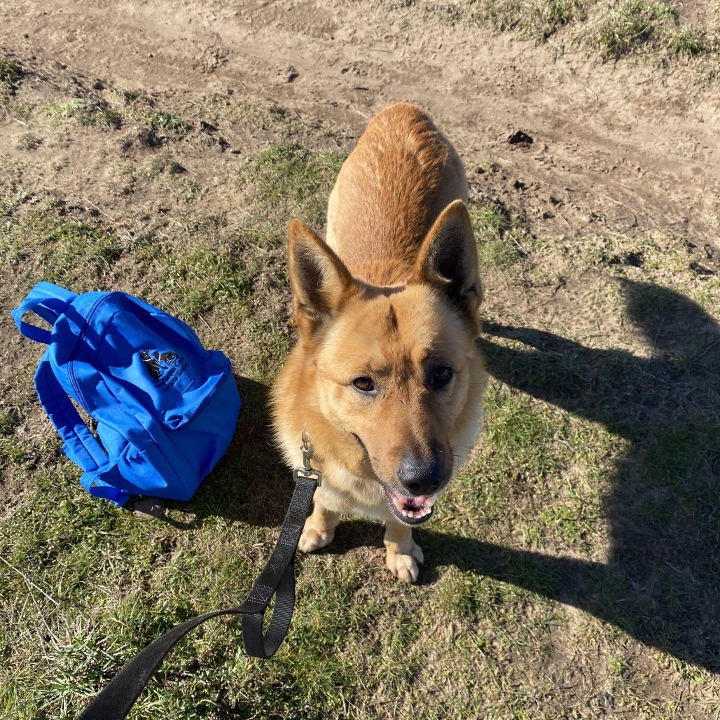 Charlie, an adoptable Mixed Breed in Fort Bragg, CA, 95437 | Photo Image 3