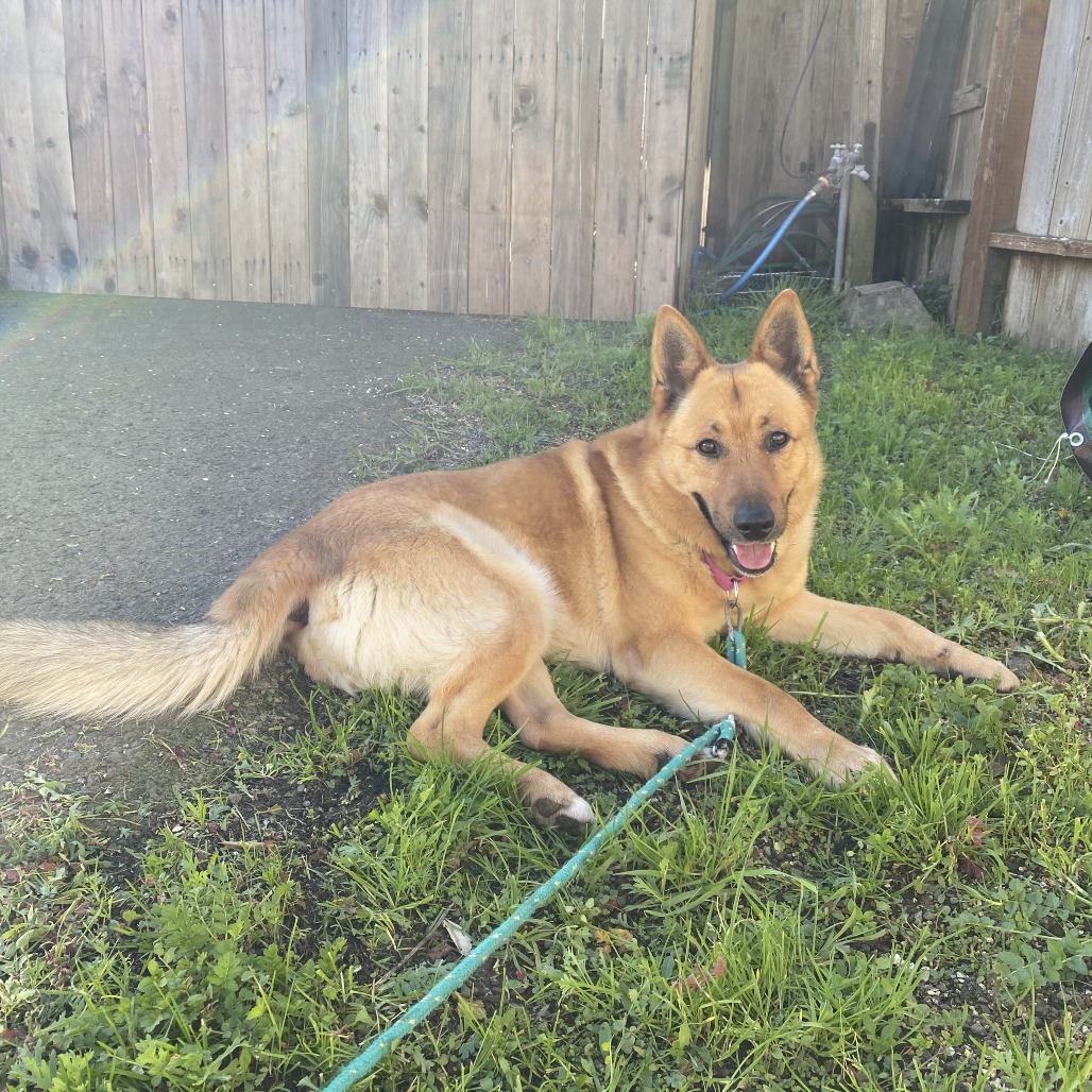 Charlie, an adoptable Mixed Breed in Fort Bragg, CA, 95437 | Photo Image 4