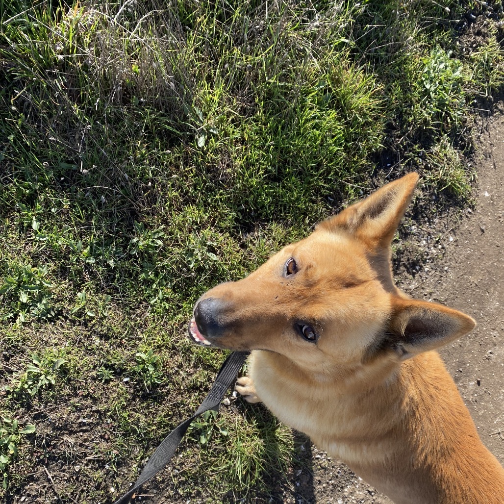 Charlie, an adoptable Mixed Breed in Fort Bragg, CA, 95437 | Photo Image 5