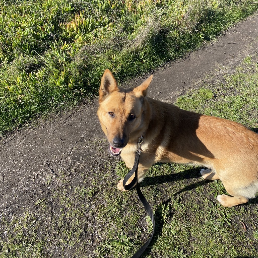 Charlie, an adoptable Mixed Breed in Fort Bragg, CA, 95437 | Photo Image 6