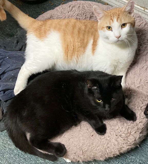 Jack Sparrow bonded with Salem