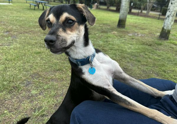 Beethoven thumbnail 3