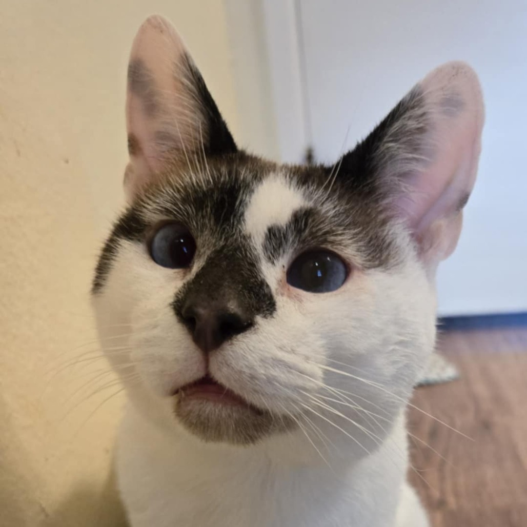 Mew, an adoptable Siamese, Snowshoe in Rancho Cucamonga, CA, 91701 | Photo Image 1