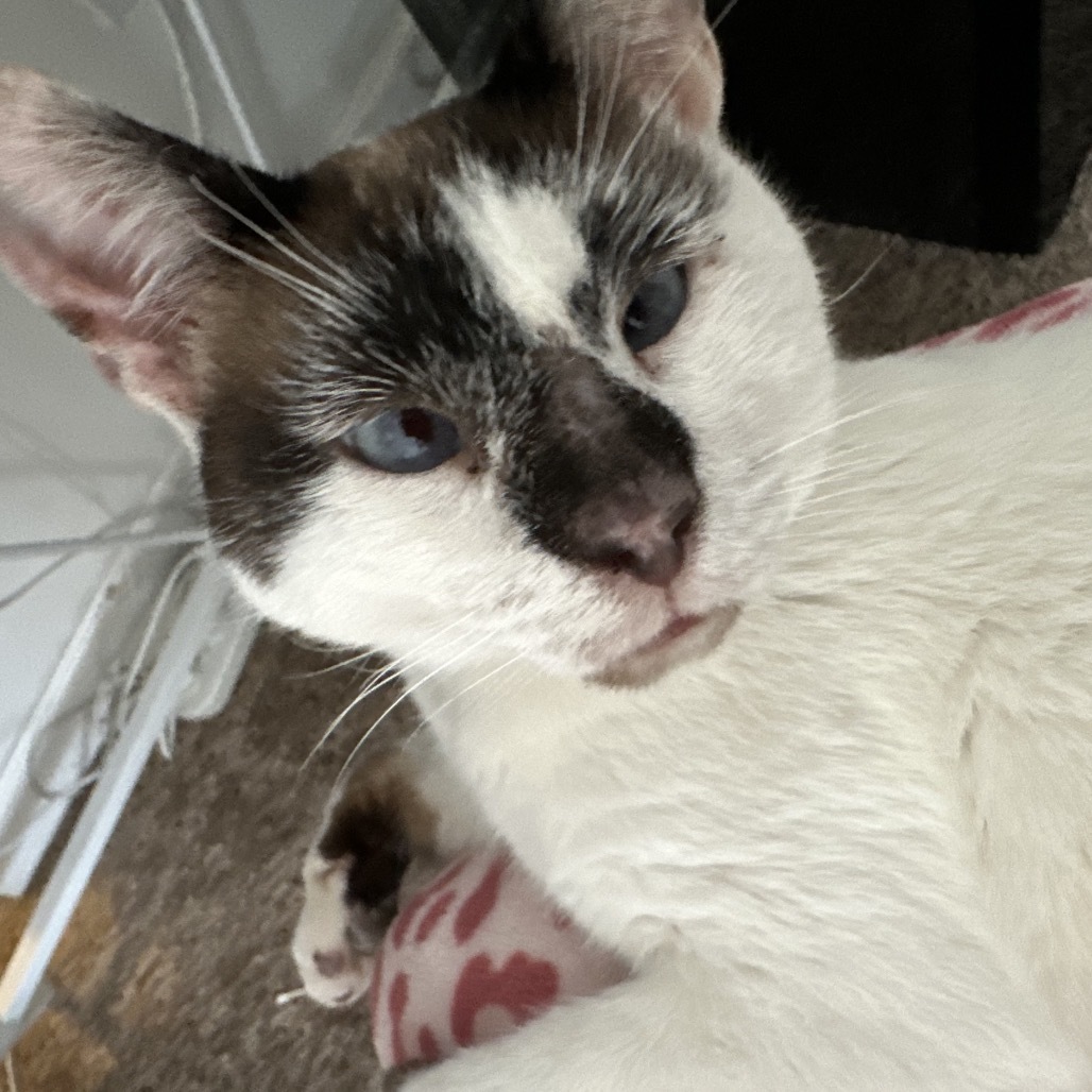 Mew, an adoptable Siamese, Snowshoe in Rancho Cucamonga, CA, 91701 | Photo Image 2