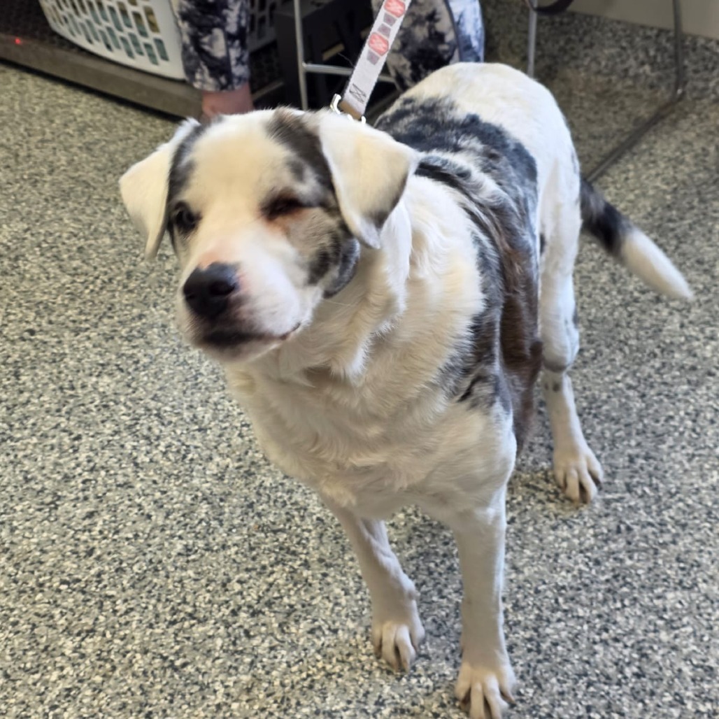 Molly Grace, an adoptable Australian Shepherd in Kingman, KS, 67068 | Photo Image 1