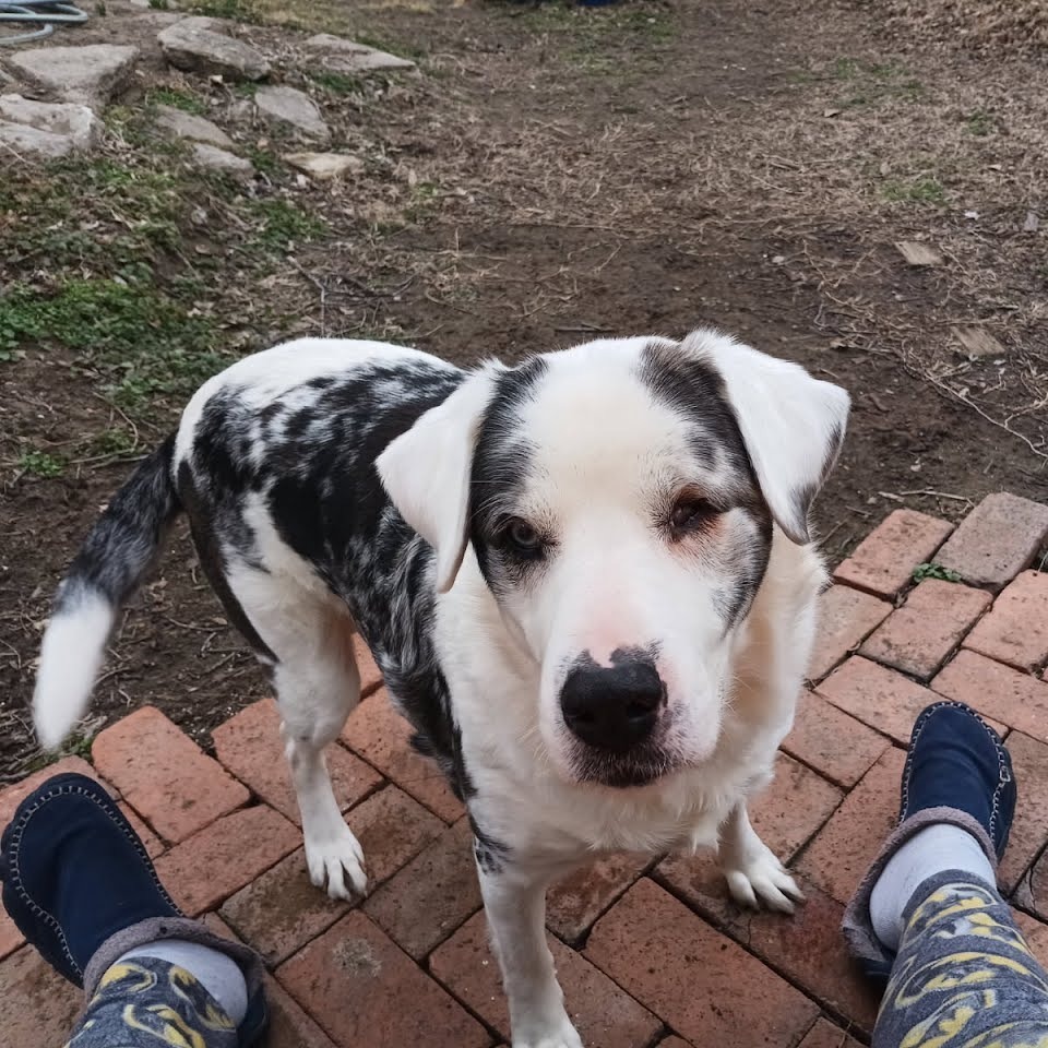 Molly Grace, an adoptable Australian Shepherd in Kingman, KS, 67068 | Photo Image 2