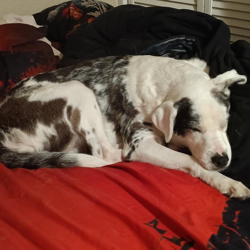 Molly Grace, an adoptable Australian Shepherd in Kingman, KS, 67068 | Photo Image 3