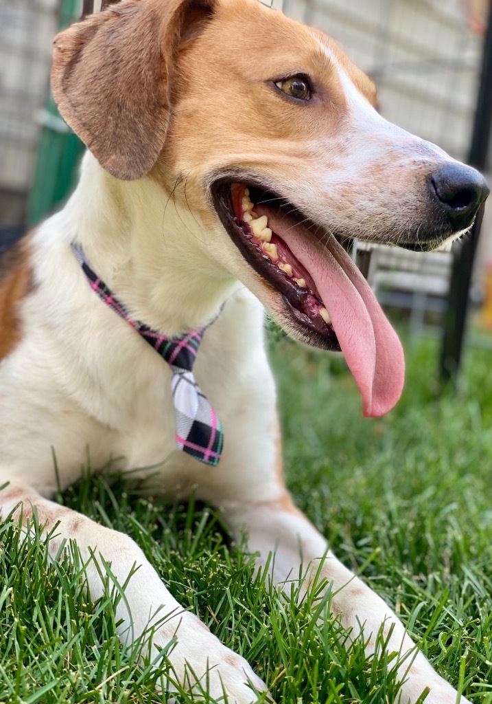 Scout
