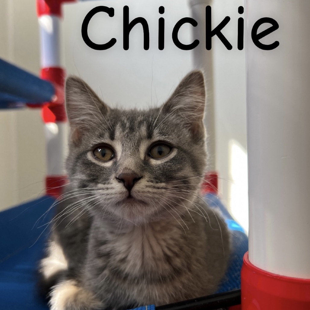 Chickie