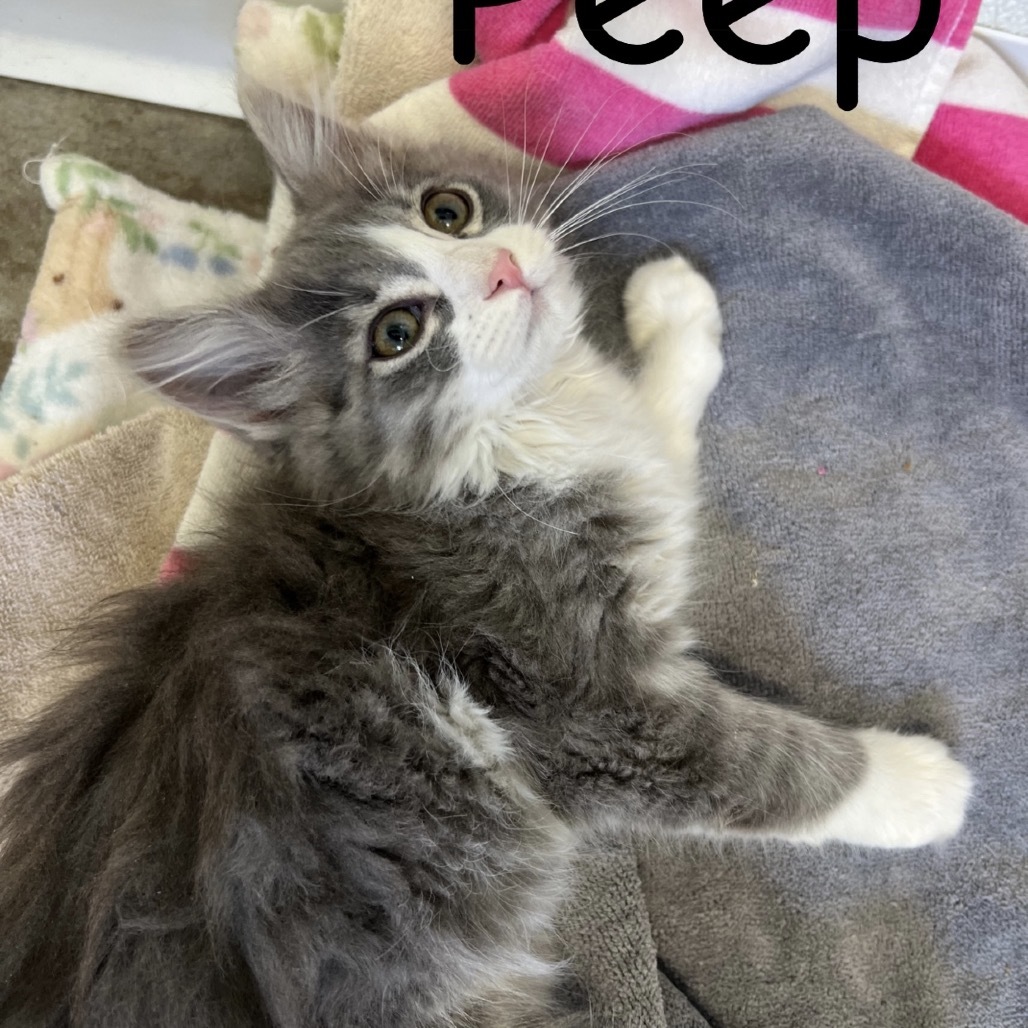Peep