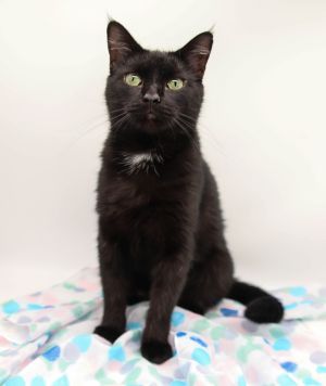 Joey VI, Adult Female Domestic Short Hair