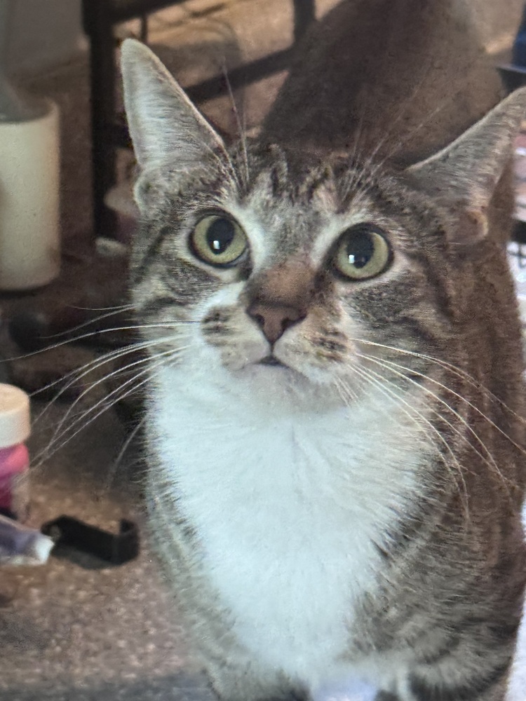 Stella