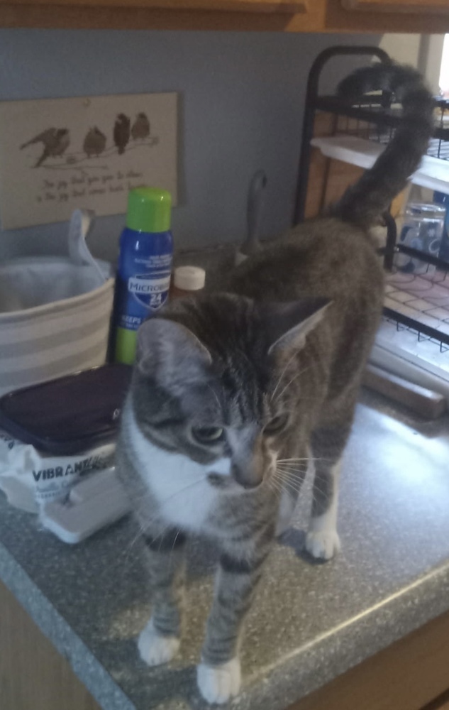 Stella