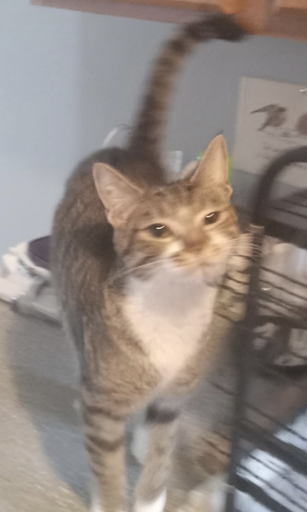 Stella