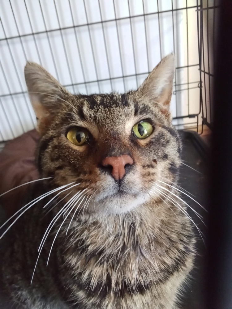 Leo