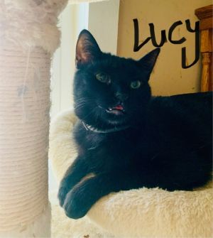 Lucy, Young Female unknown