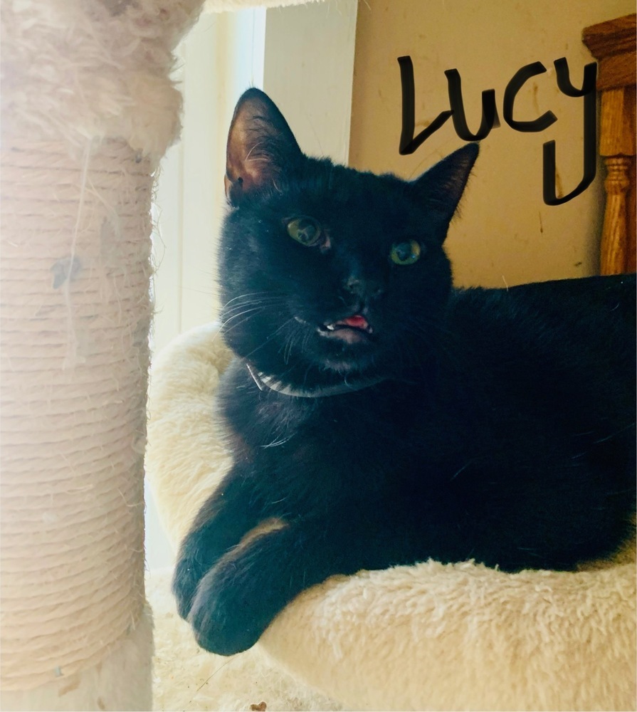 Lucy, an adoptable Domestic Short Hair in Plumerville, AR, 72127 | Photo Image 1