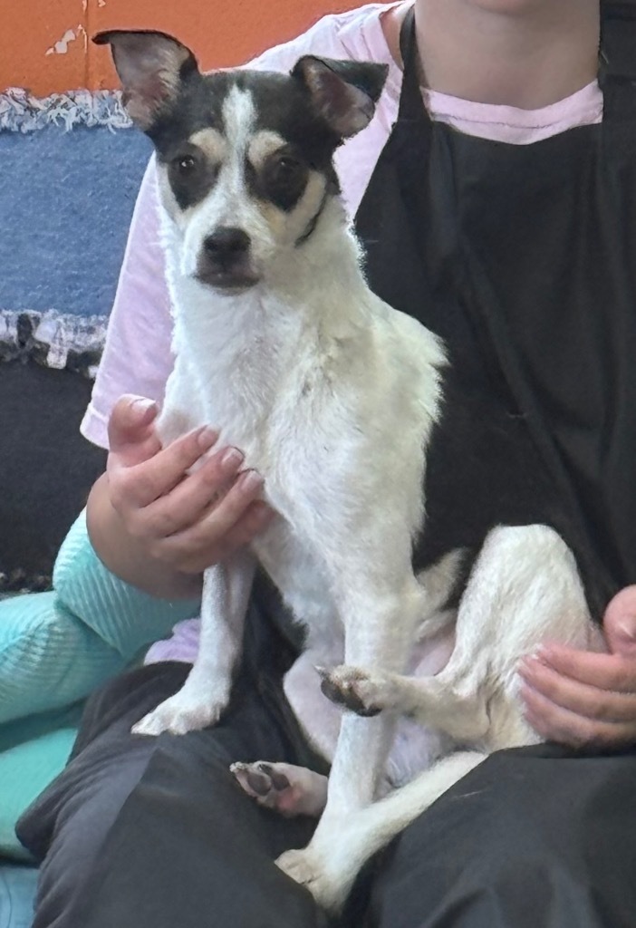 Moses, an adoptable Jack Russell Terrier, Chihuahua in Crandon, WI, 54520 | Photo Image 1