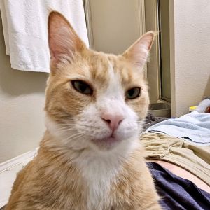 Ghibli Owl, Adult Male Domestic Short Hair