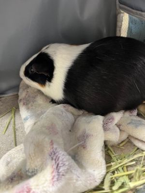 BUTTER, Senior Male Guinea Pig