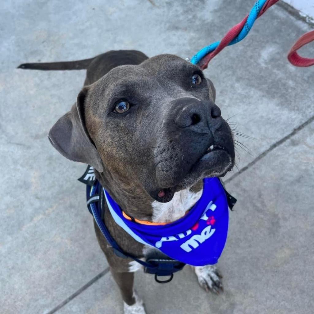 Shaggy, an adoptable Pit Bull Terrier, Boxer in Nampa, ID, 83686 | Photo Image 1