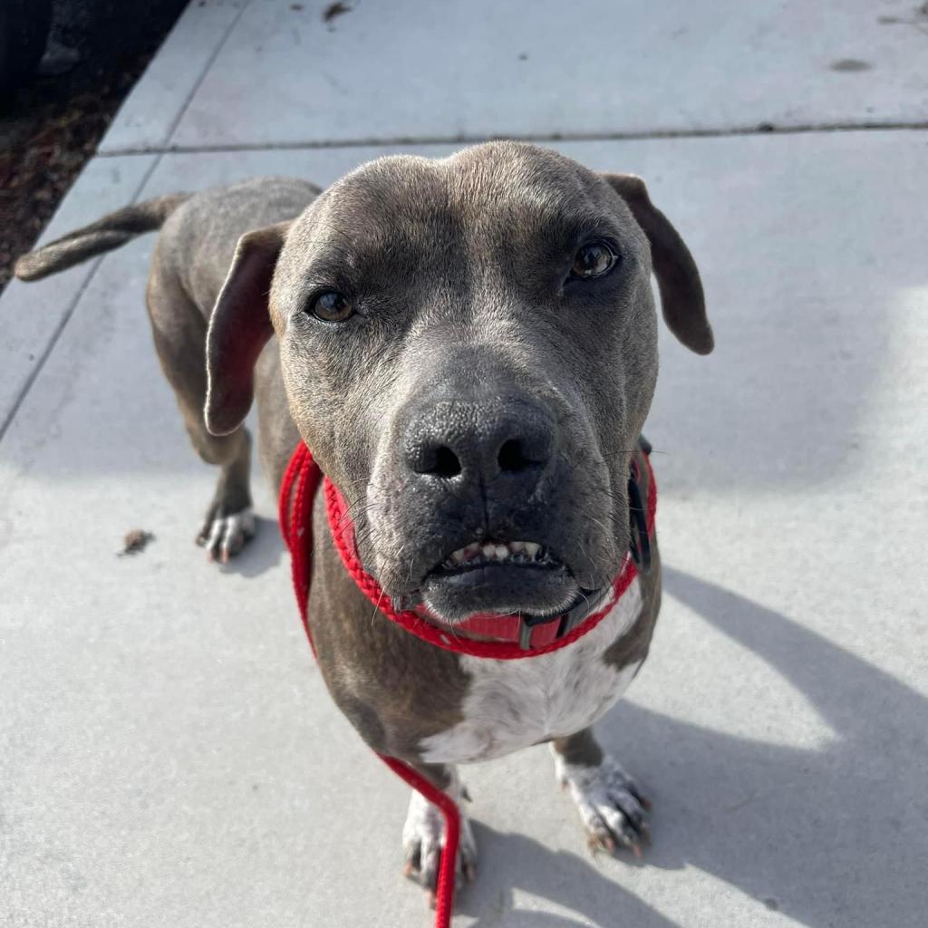 Shaggy, an adoptable Pit Bull Terrier, Boxer in Nampa, ID, 83686 | Photo Image 2