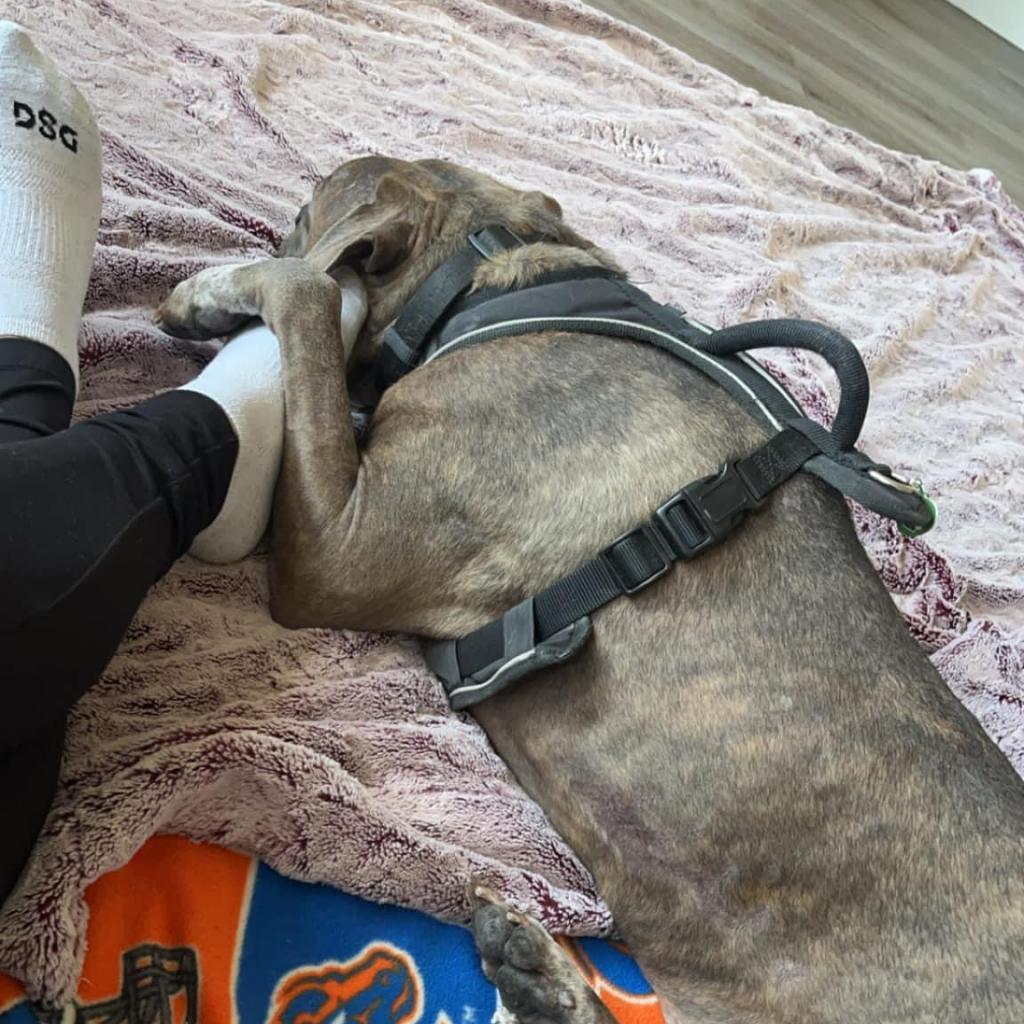 Shaggy, an adoptable Pit Bull Terrier, Boxer in Nampa, ID, 83686 | Photo Image 3