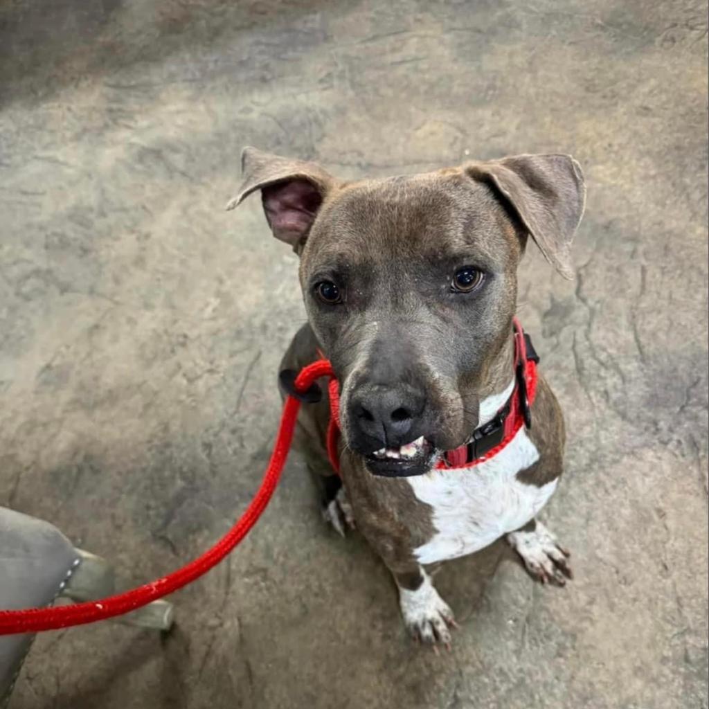 Shaggy, an adoptable Pit Bull Terrier, Boxer in Nampa, ID, 83686 | Photo Image 5