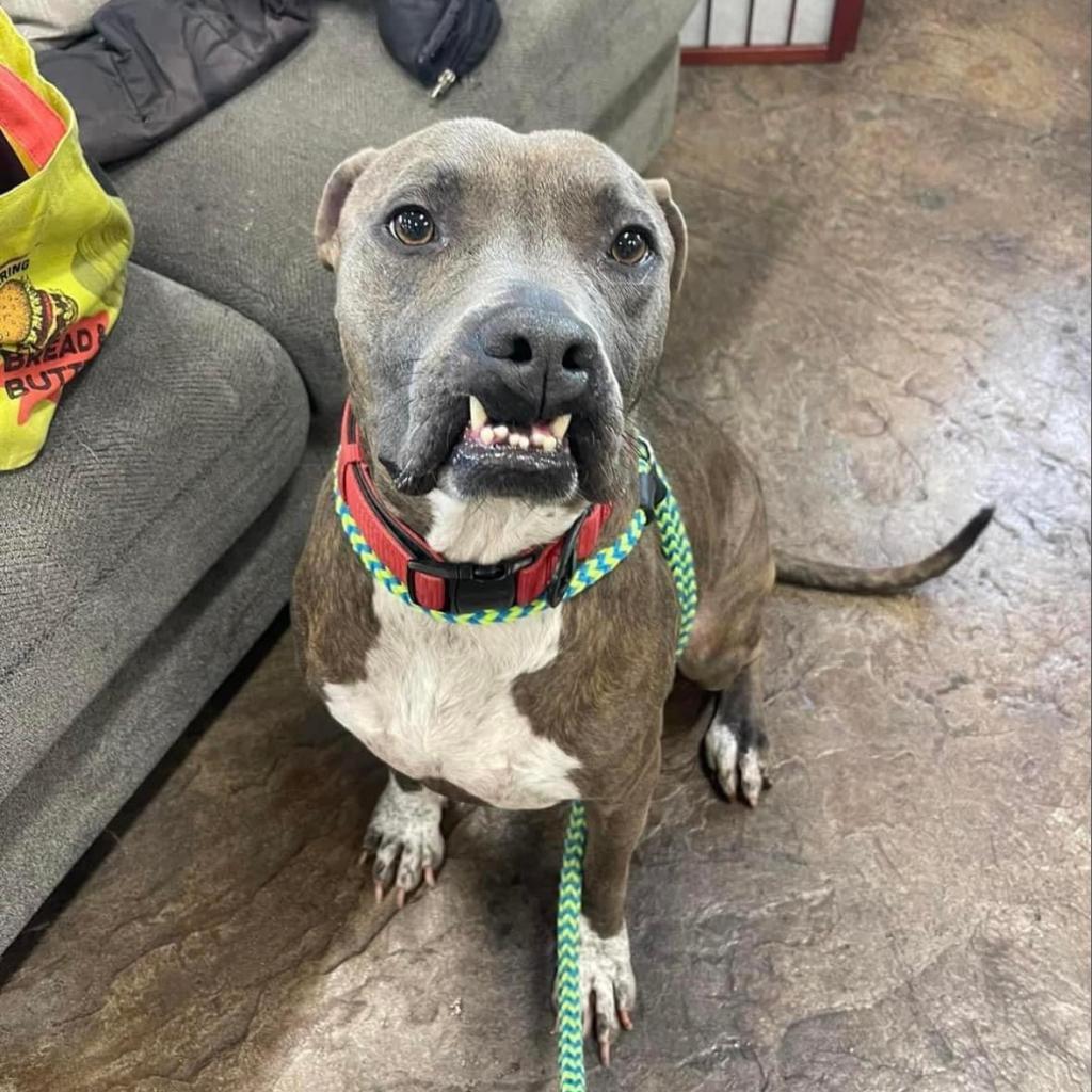 Shaggy, an adoptable Pit Bull Terrier, Boxer in Nampa, ID, 83686 | Photo Image 6