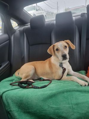 Meet Jeremy Our Sweet 8-Month-Old Hound Mix Jeremy is in need of a new home He was adopted from