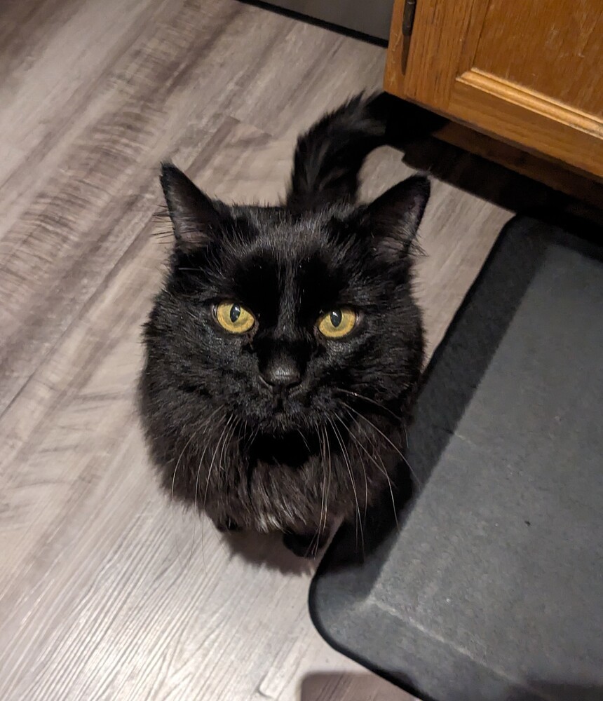 Lonzo, an adoptable Domestic Long Hair in Fort collins, CO, 80526 | Photo Image 1