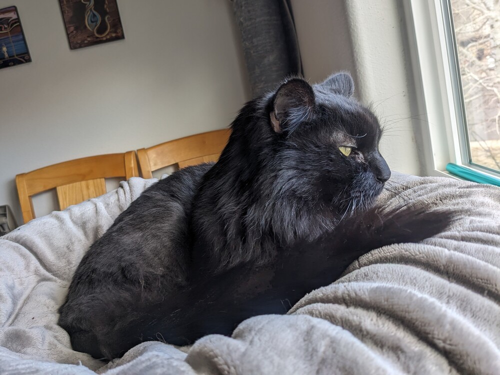 Lonzo, an adoptable Domestic Long Hair in Fort collins, CO, 80526 | Photo Image 2