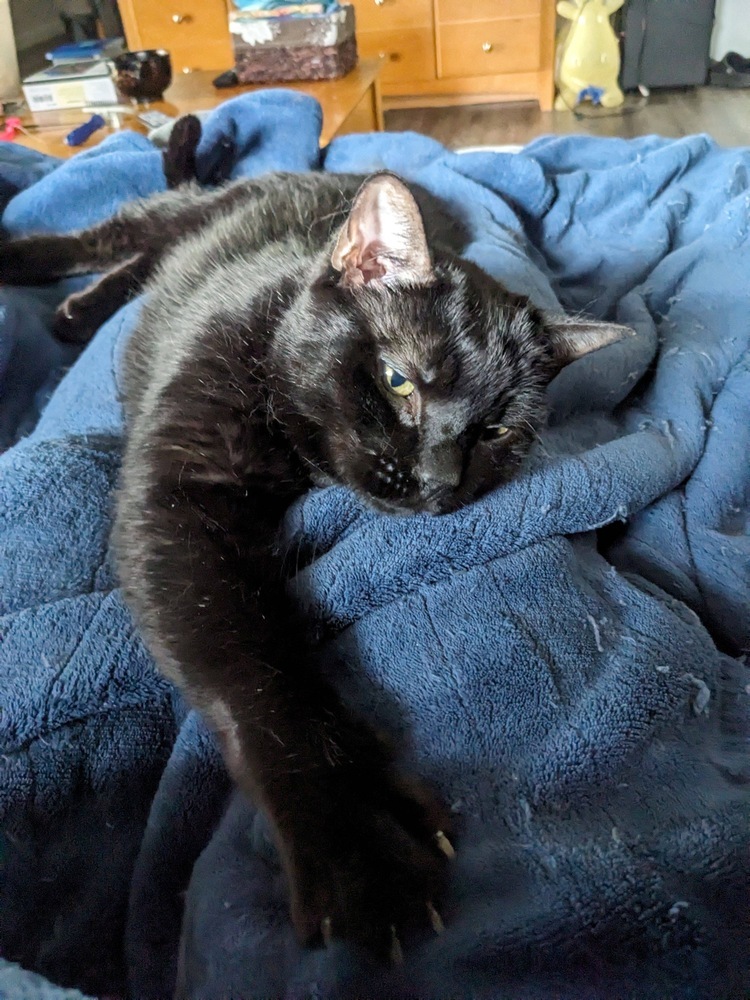 Felix, an adoptable Domestic Short Hair in Fort collins, CO, 80526 | Photo Image 2