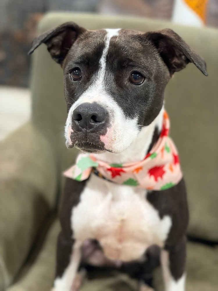 Ripple (Zion Litter)