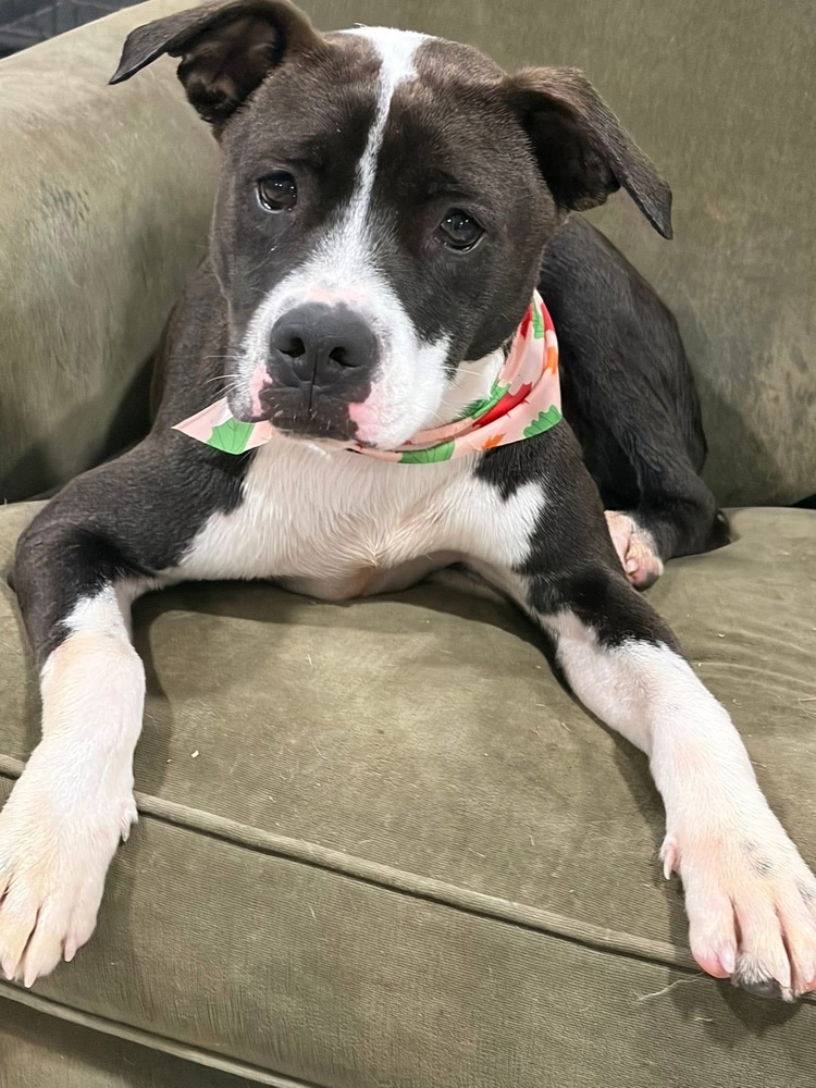 Ripple (Zion Litter)