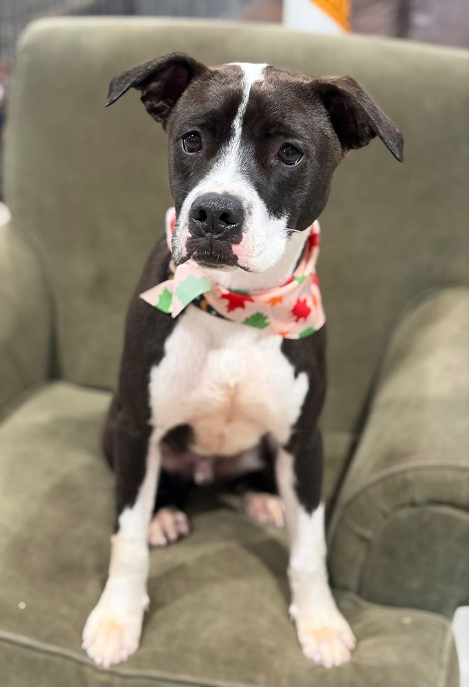 Ripple (Zion Litter)