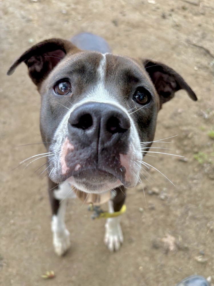 Ripple (Zion Litter)