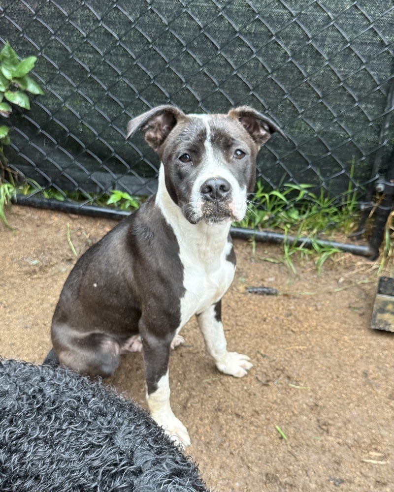 Ripple (Zion Litter)