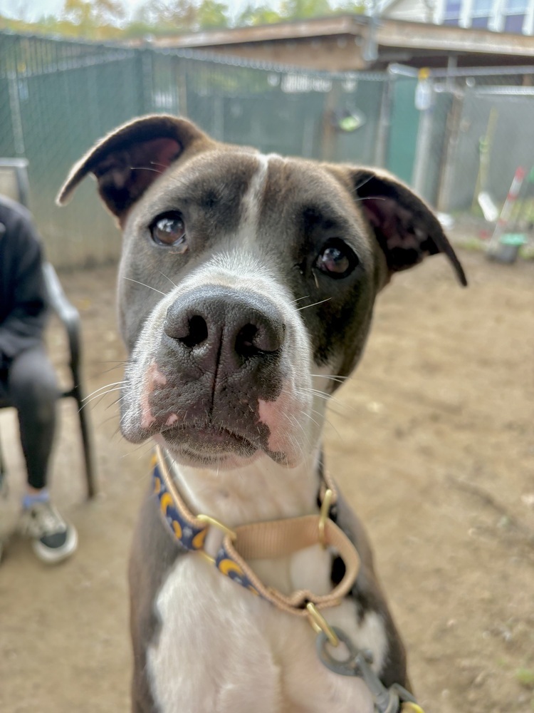 Ripple (Zion Litter)