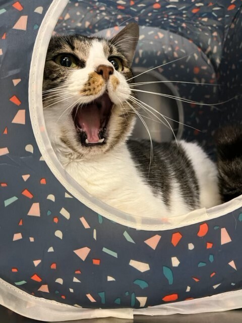 Bertie(aka Bertha)