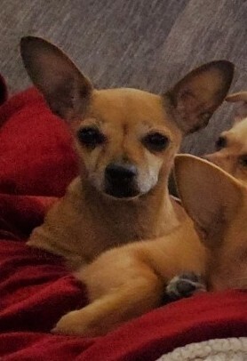 ESTELLE