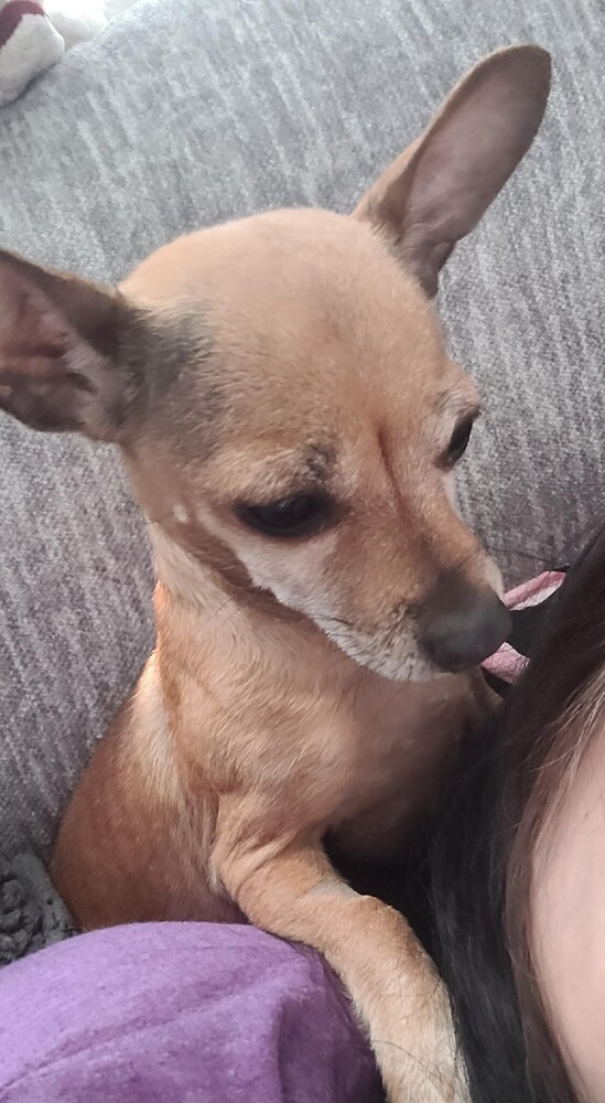 ESTELLE