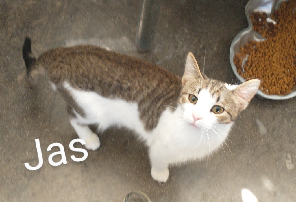 Jas
