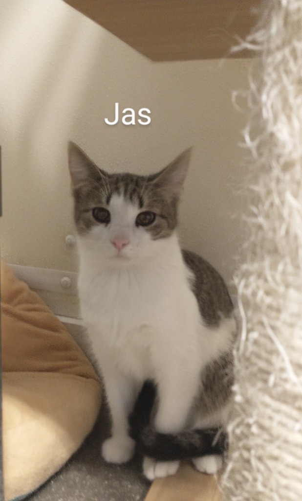 Jas