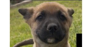 Shepherd Puppies: Daisy