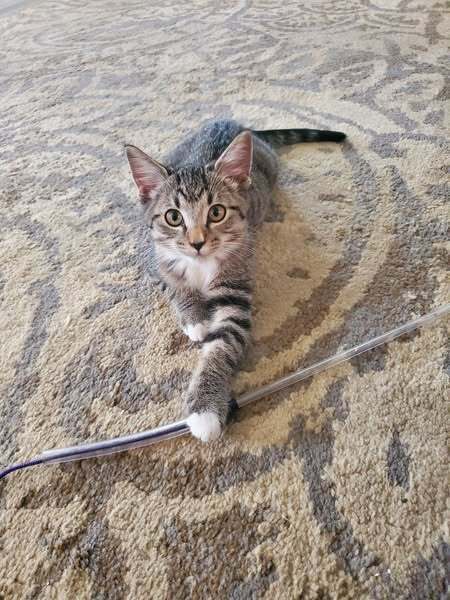 Smokey the Cat, an adoptable Domestic Short Hair in Fort Walton Beach, FL, 32548 | Photo Image 1